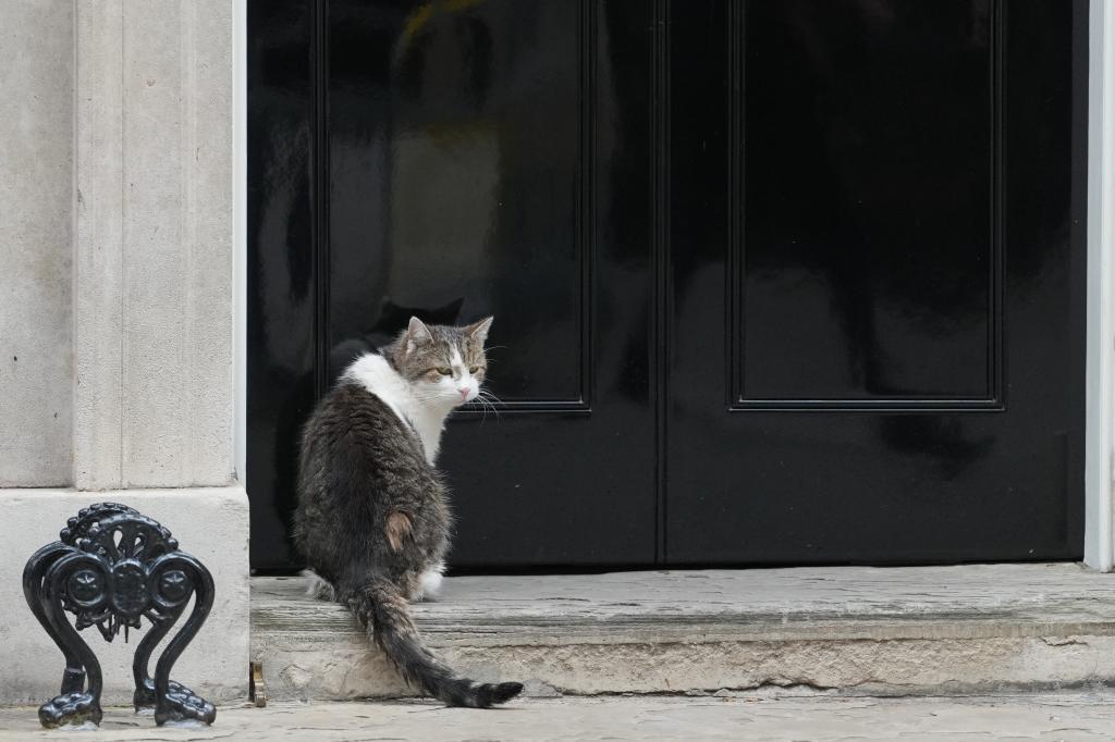 Larry the cat, Chief Mouser to the Cabinet Office.