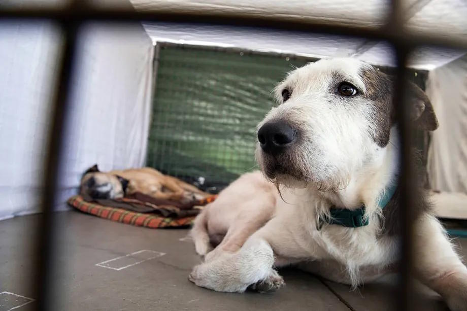 Animal shelter, in a file photo.