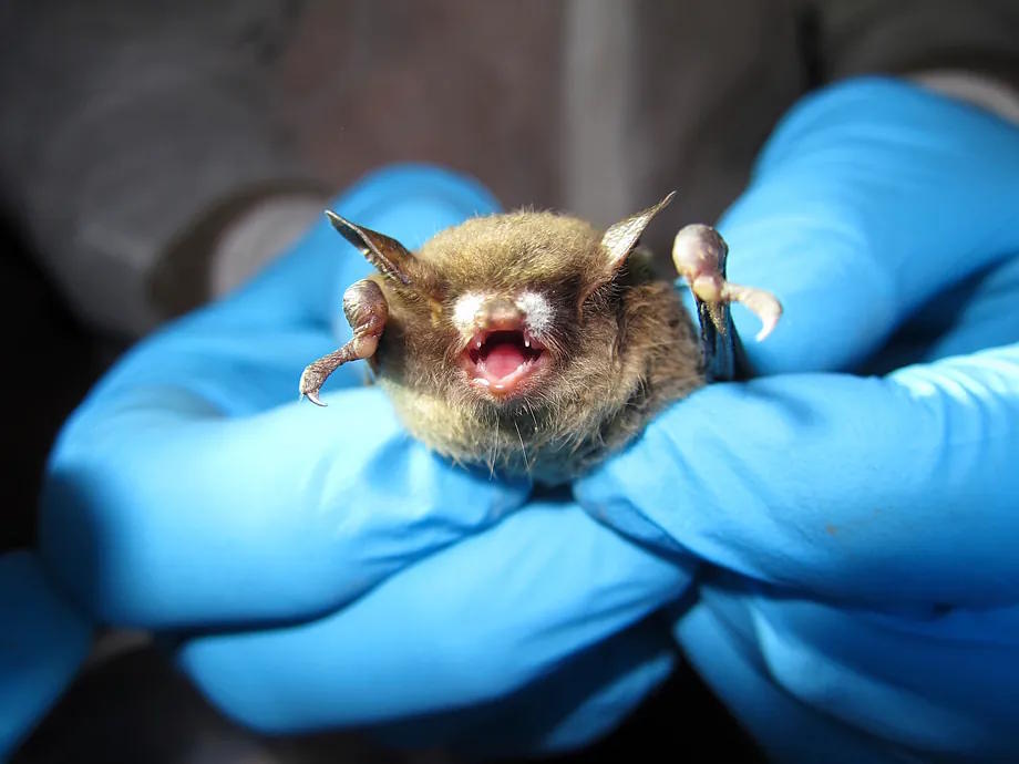 File image of a bat in a laboratory.
