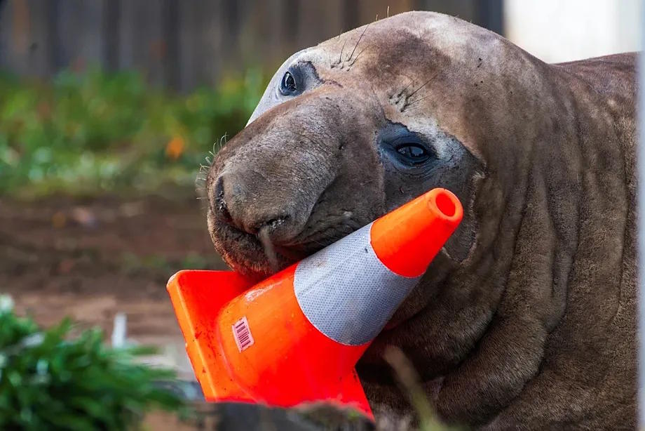 Seal Neil destroying urban furniture.
