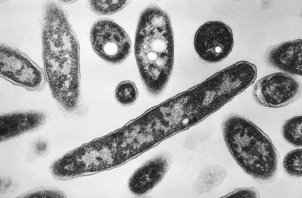 Legionella pneumophila bacteria.