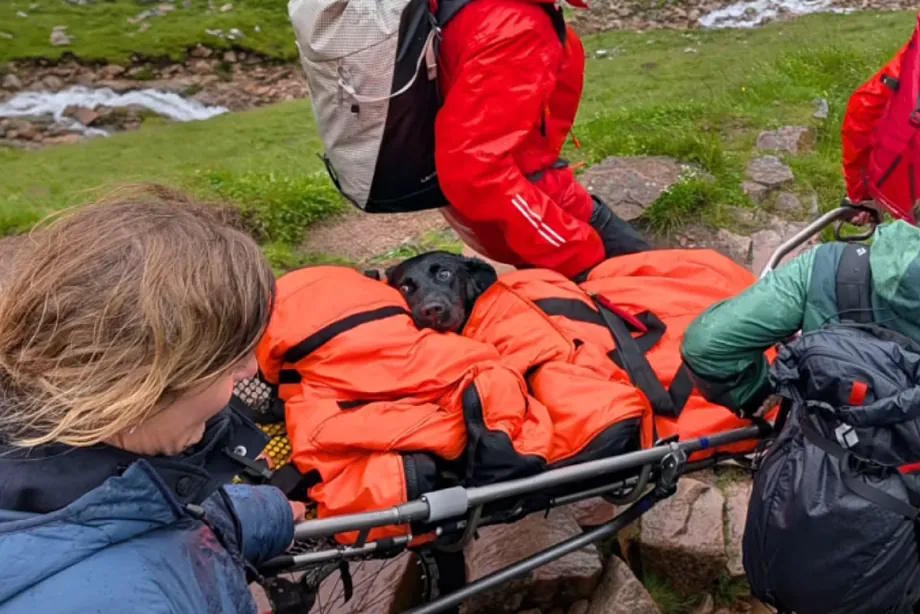Rescue of Tokyo the dog on Ben Nevis.