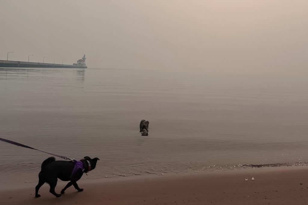 A dog walks along the shores of Lake Superior amid heavy wildfire smoke