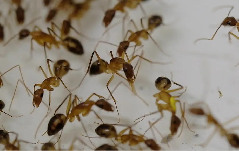 Ants are not among the ten insect species authorized for human consumption in South Korea.