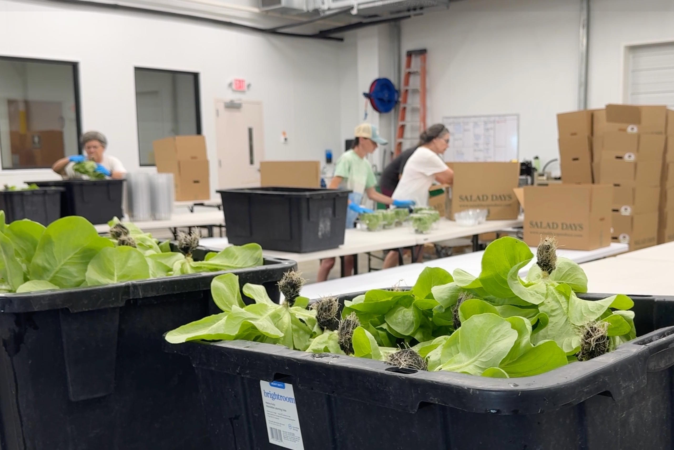 Bins of lettuce as Salad Days employees box them for distribution.