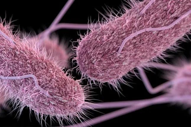 Detail of the salmonella bacteria.