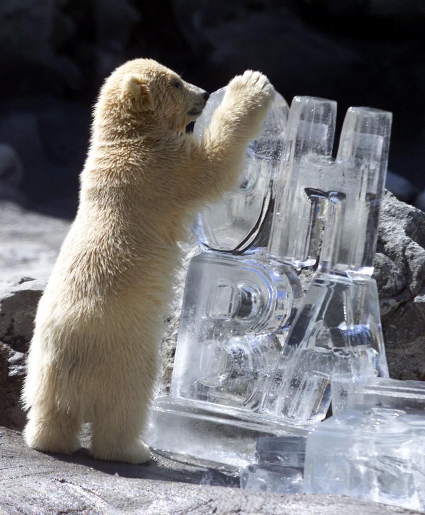 A 4-month-old polar bear playing with an ice sculpture at the Roger Williams Zoo