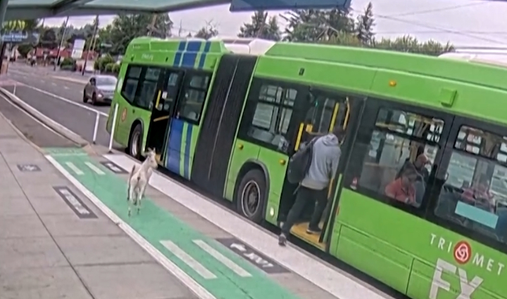 Two goats board a bus.