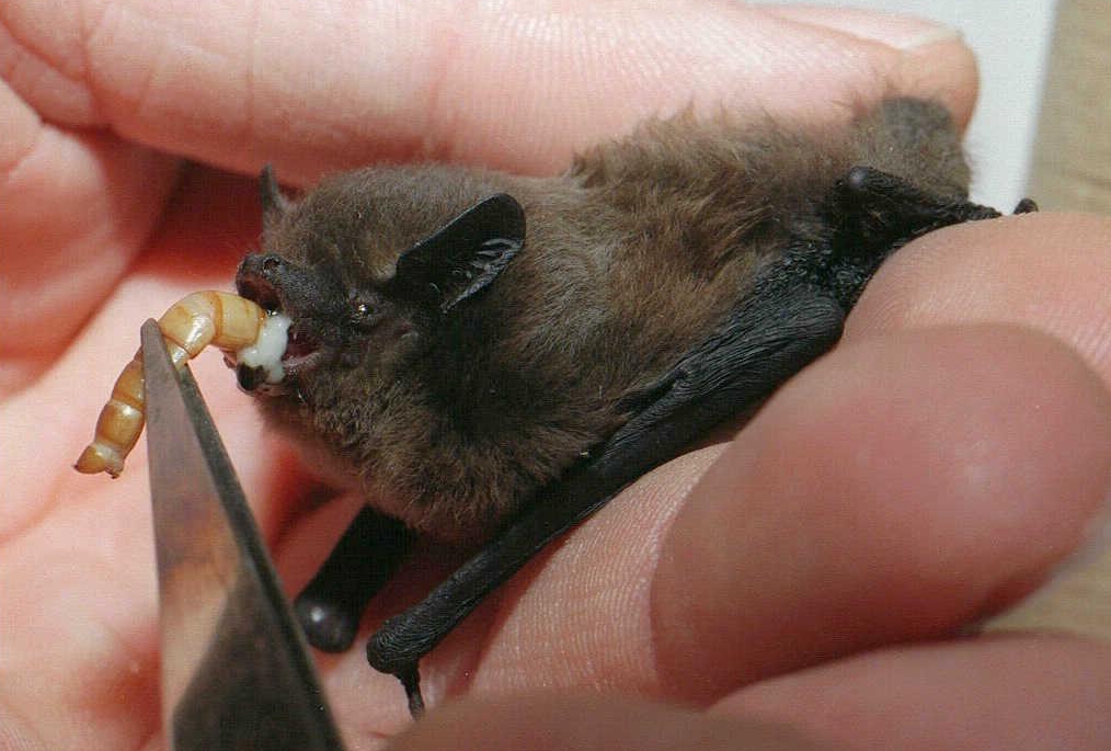 A bat is fed after waking from hibernation.