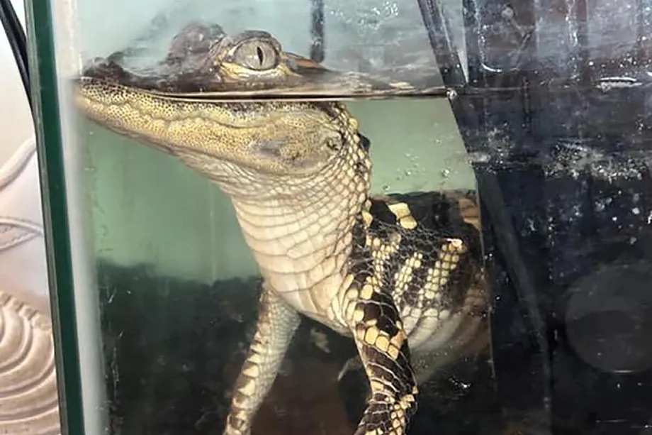 Baby caiman found during the raid.