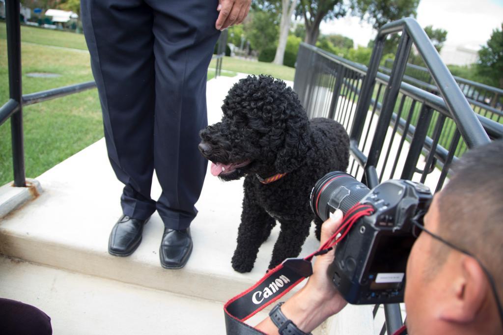 Sunny, President Barack Obama's dog.