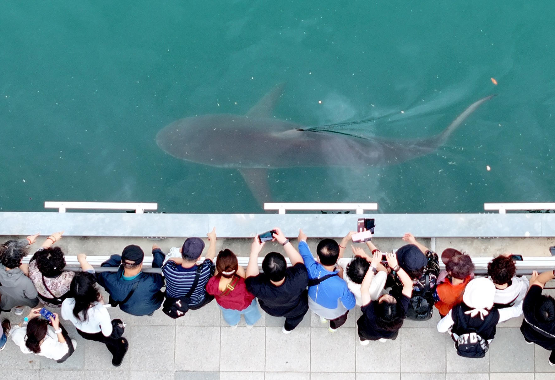People gather to watch a trapped shark at the North Port Waterfront Park in Busan.