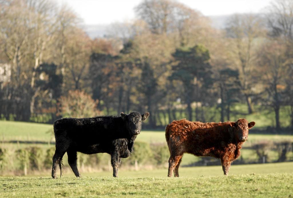 Two cows on a farm in County Cavan.