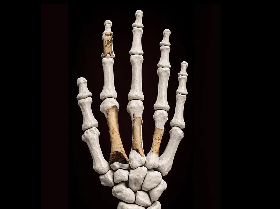 Reconstruction of a Neanderthal hand using the original fossil remains.